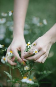 Identification de plantes médicinales sauvages – Atelier réservé aux étudiants des formations professionnelles