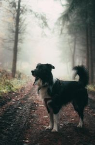 Aromathérapie et fabrication de produits pour les animaux